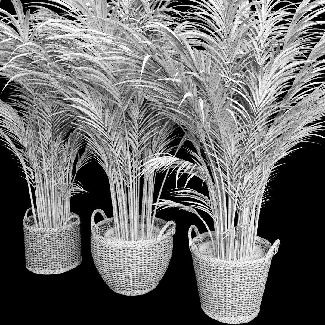 3d model areca palm trees plant https://p.turbosquid.com/ts-thumb/LZ/EnGGZz/MtG80W9b/arecapalm13/jpg/1476296620/1920x1080/fit_q87/52a099b0d1b79025f8d4d288672941e2a603dc91/arecapalm13.jpg