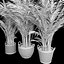 Areca palmeras