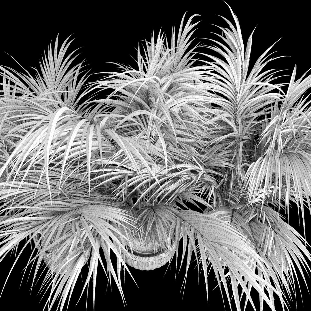 3d model areca palm trees plant https://p.turbosquid.com/ts-thumb/LZ/EnGGZz/NYNTo7BP/arecapalm15/jpg/1476296629/1920x1080/fit_q87/68cc379d2e7a8c57f47ae713bcd9fd3bf8d69ff3/arecapalm15.jpg