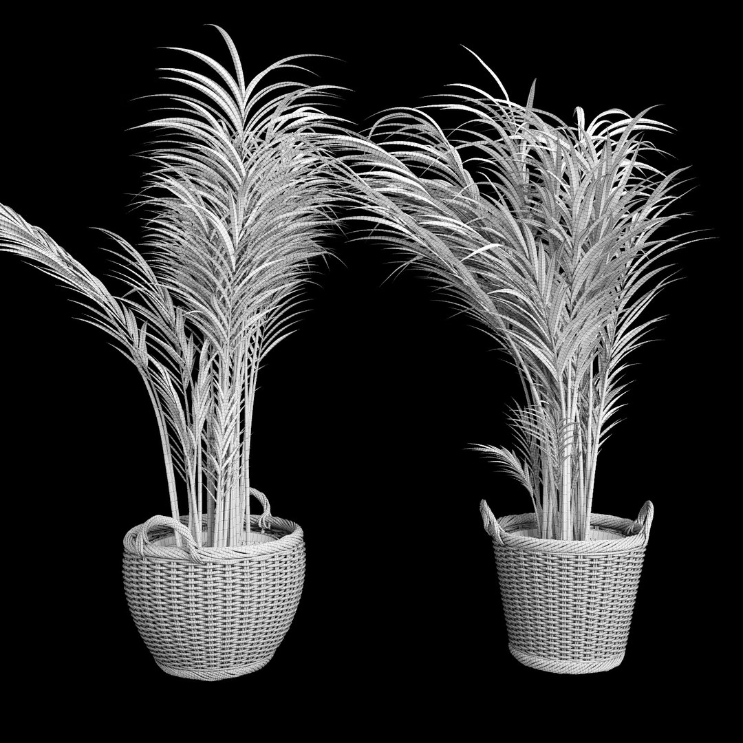 3d model areca palm trees plant https://p.turbosquid.com/ts-thumb/LZ/EnGGZz/XDgUf2ov/arecapalm14/jpg/1476296624/1920x1080/fit_q87/ef6ab1243f9c83c450978f54a8343a0f6d0fda4c/arecapalm14.jpg