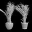 Areca palmeras
