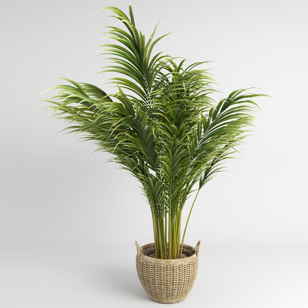 3d model areca palm trees plant https://p.turbosquid.com/ts-thumb/LZ/EnGGZz/XE1APHeG/arecapalm3/jpg/1476296498/1920x1080/fit_q87/4b67ac99e0c4817412233d9fcfb43f1263b89377/arecapalm3.jpg