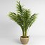 Areca palmeras