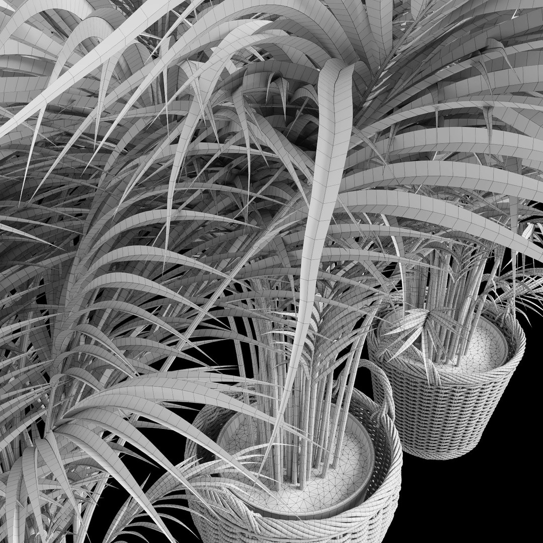 3d model areca palm trees plant https://p.turbosquid.com/ts-thumb/LZ/EnGGZz/cdiZe3K4/arecapalm16/jpg/1476296633/1920x1080/fit_q87/a66c33b2cb36ef17521b56e95713f7e7aa2631b1/arecapalm16.jpg