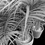 Areca palmeras