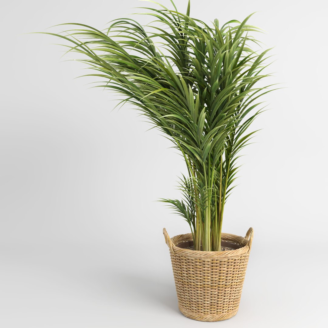 3d model areca palm trees plant https://p.turbosquid.com/ts-thumb/LZ/EnGGZz/h94CwCMX/arecapalm6/jpg/1476296503/1920x1080/fit_q87/89a344e37cb8cc42b538810c32ed6825b1afa00d/arecapalm6.jpg