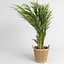 Areca palmeras