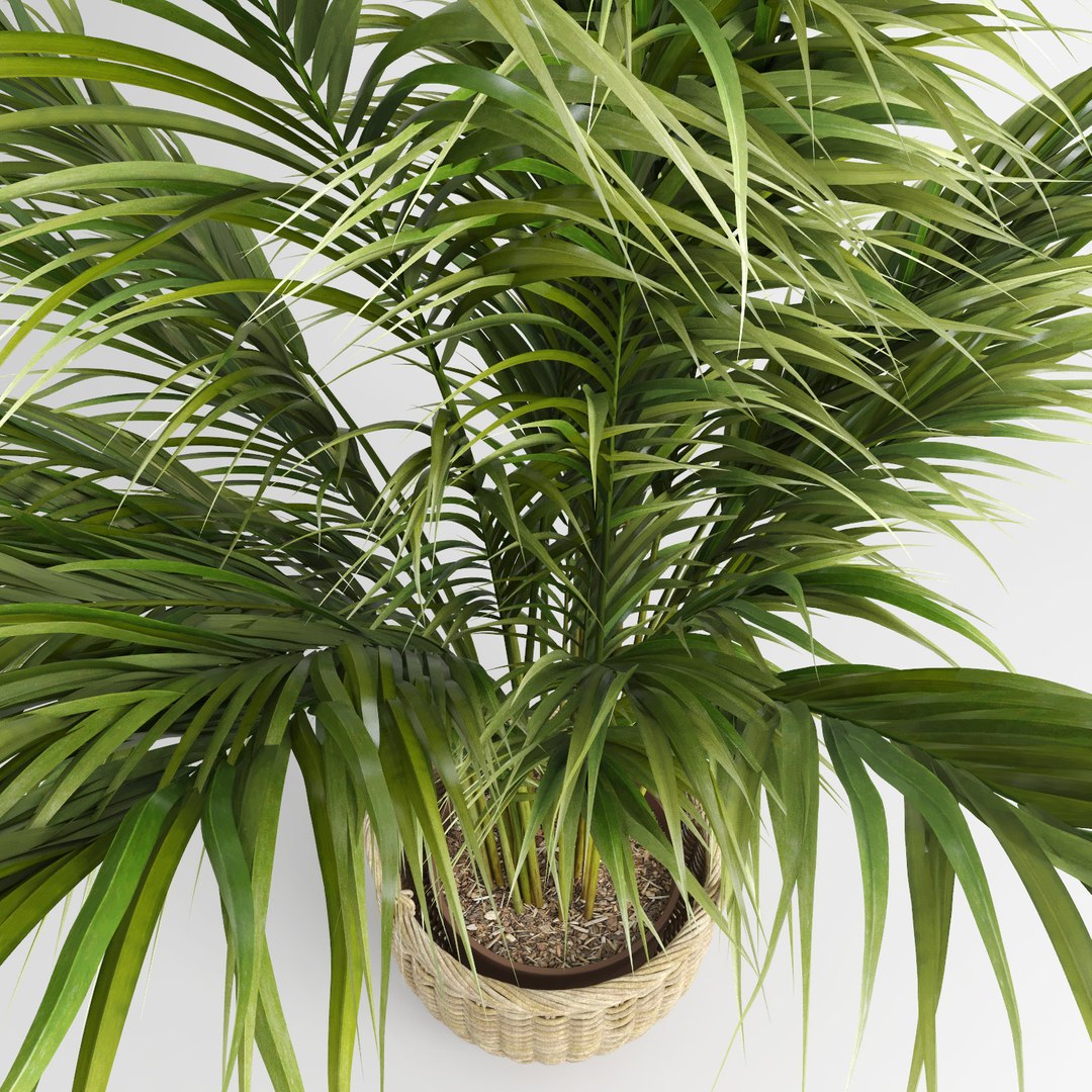 3d Model Areca Palm Trees Plant