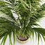 Areca palmeras