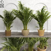 Areca Palm Trees (+GrowFX)