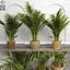 Areca palmeras