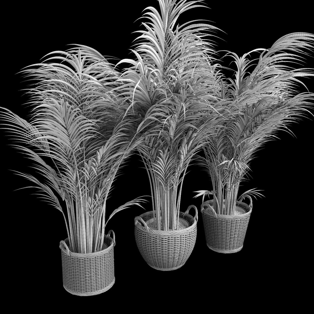 3d model areca palm trees plant https://p.turbosquid.com/ts-thumb/LZ/EnGGZz/t9THgb37/arecapalm11/jpg/1476296620/1920x1080/fit_q87/abb1a26a44a4cce0ab81d83589b1c03dc028b947/arecapalm11.jpg