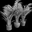 Areca palmeras