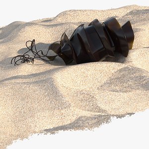 Spiral Egg Capsule on Sand Dark Brown