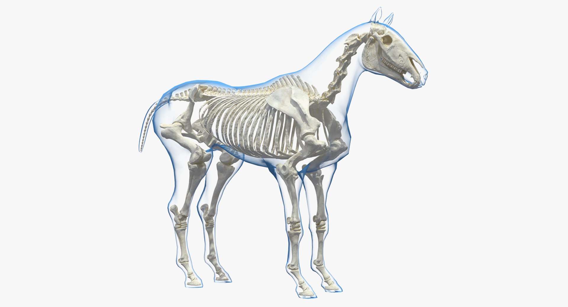 Horse Envelope with Skeleton Neutral Pose 3D Model 3D model preview