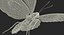 퀸 알렉산드라 Birdwing 비행 포즈와 모피 3D 모델