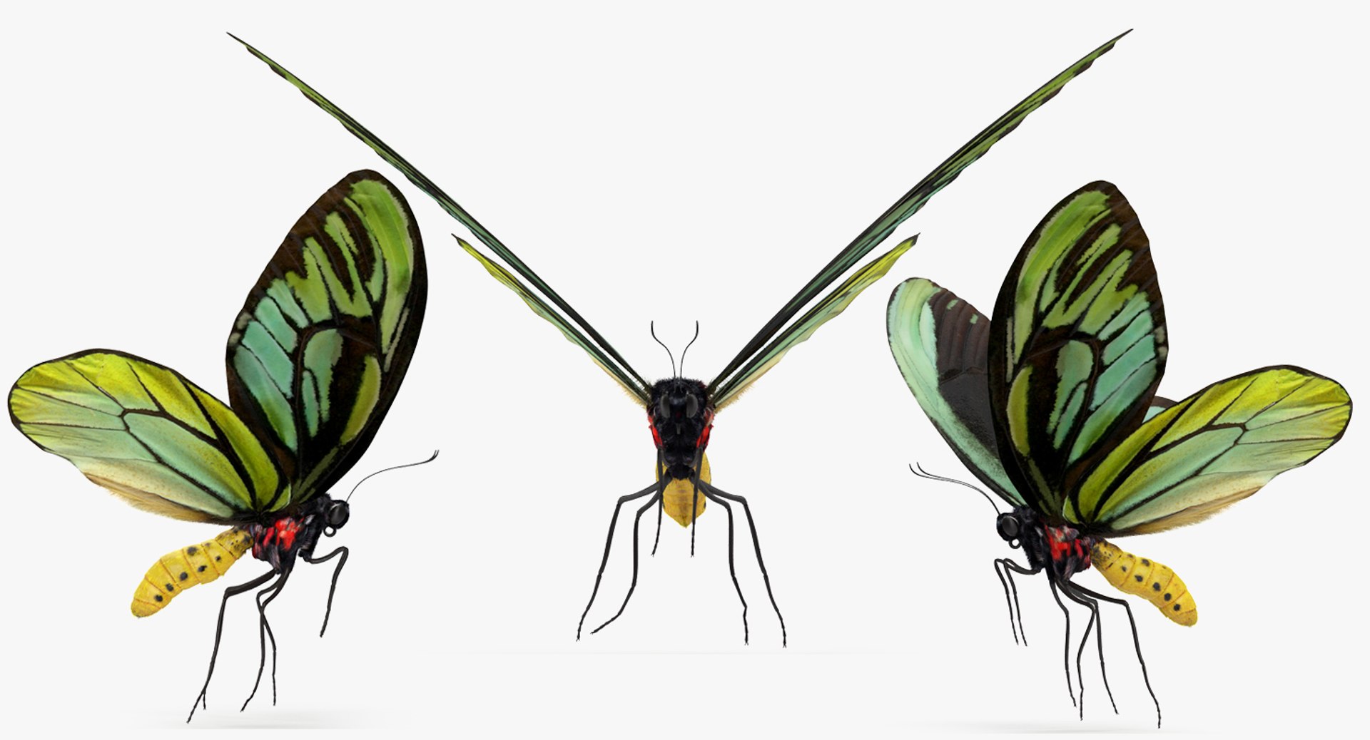 3D queen alexandras birdwing flying https://p.turbosquid.com/ts-thumb/LZ/xkGGAV/6wTHGSTM/queenalexandrasbirdwingflyingposewithfur3dsmodel002/jpg/1496813049/1920x1080/fit_q87/ca945dff8c8642786261733b73fefb72f8de2c50/queenalexandrasbirdwingflyingposewithfur3dsmodel002.jpg