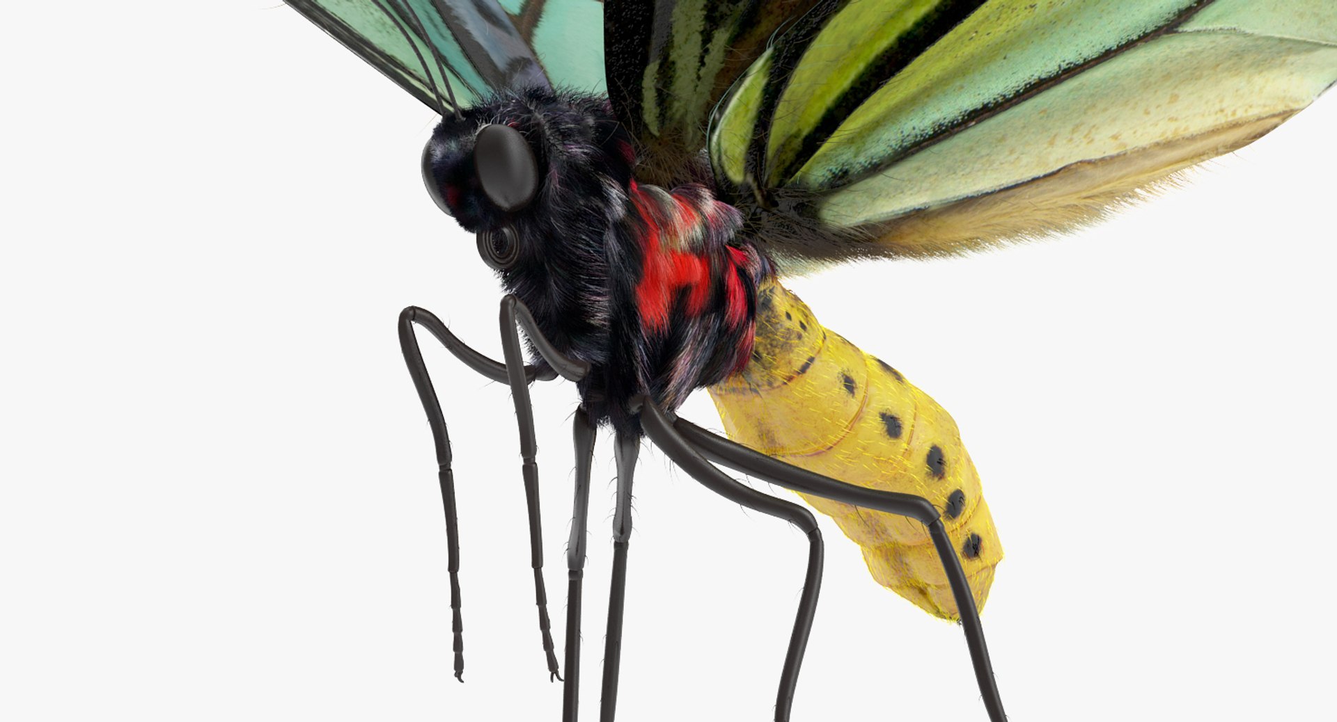 3D queen alexandras birdwing flying https://p.turbosquid.com/ts-thumb/LZ/xkGGAV/GQXlLtNy/queenalexandrasbirdwingflyingposewithfur3dsmodel006/jpg/1496813049/1920x1080/fit_q87/1895f09132d2e180223b391a74246b17278184f2/queenalexandrasbirdwingflyingposewithfur3dsmodel006.jpg