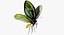 퀸 알렉산드라 Birdwing 비행 포즈와 모피 3D 모델