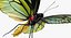 퀸 알렉산드라 Birdwing 비행 포즈와 모피 3D 모델