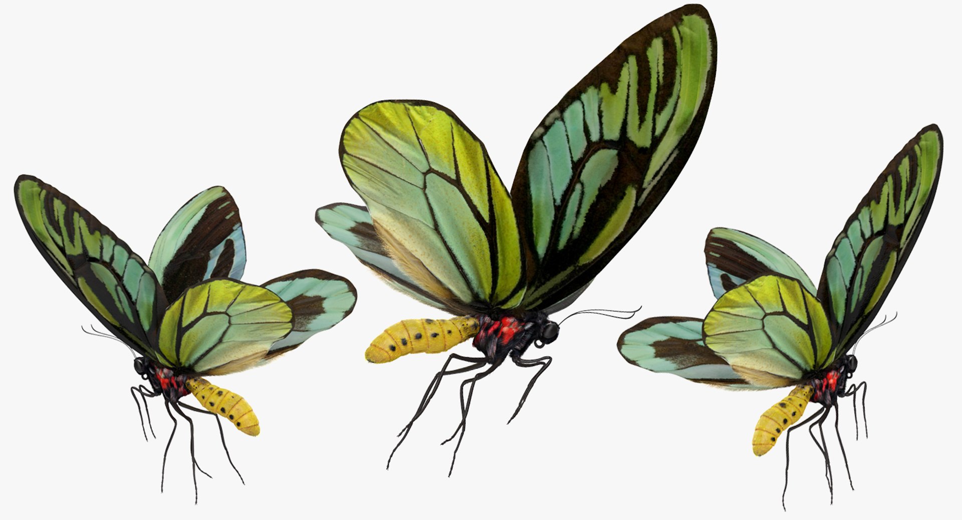 3D queen alexandras birdwing flying https://p.turbosquid.com/ts-thumb/LZ/xkGGAV/jups0MBL/queenalexandrasbirdwingflyingposewithfur3dsmodel005/jpg/1496813049/1920x1080/fit_q87/17588ecf9d39ec553b6971ef83c1262a66a84bed/queenalexandrasbirdwingflyingposewithfur3dsmodel005.jpg