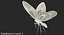 퀸 알렉산드라 Birdwing 비행 포즈와 모피 3D 모델