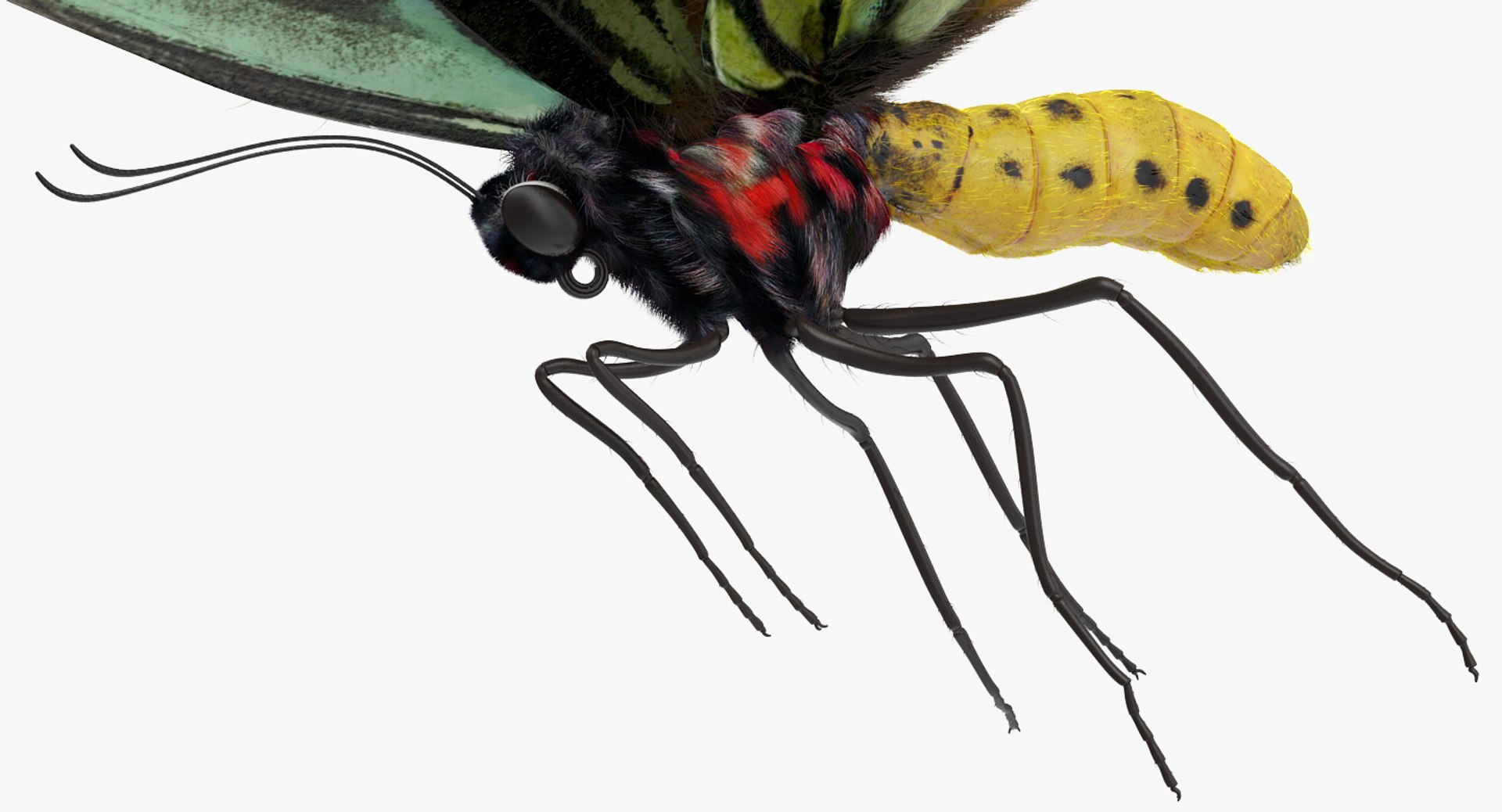 3D queen alexandras birdwing flying https://p.turbosquid.com/ts-thumb/LZ/xkGGAV/ojd64MkQ/queenalexandrasbirdwingflyingposewithfur3dsmodel003/jpg/1496813049/1920x1080/fit_q87/d9c7727e9dc046e215990db8ec0a8af10a6f1f5b/queenalexandrasbirdwingflyingposewithfur3dsmodel003.jpg