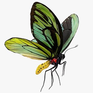 3D queen alexandras birdwing flying