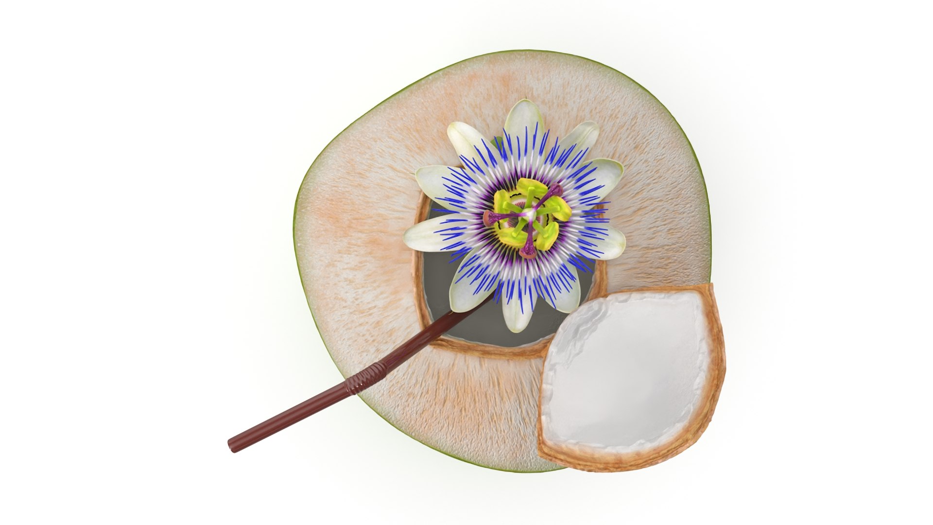 Tropical Coconut Drink with Passion Flower 3D model https://p.turbosquid.com/ts-thumb/La/7dHOXN/AO/tropicalcoconutdrinkwithpassionflower3dmodel006/jpg/1727752783/1920x1080/fit_q87/9bc1b22db88469f3021f0c5c49227af4c4171107/tropicalcoconutdrinkwithpassionflower3dmodel006.jpg