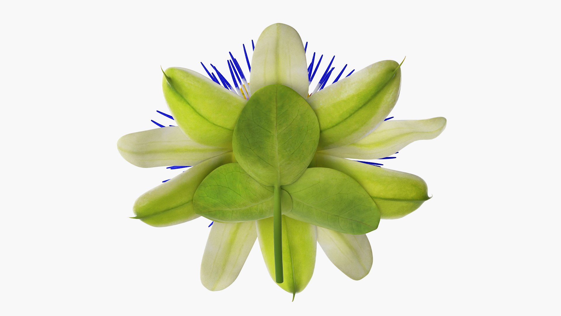 Tropical Coconut Drink with Passion Flower 3D model https://p.turbosquid.com/ts-thumb/La/7dHOXN/lg/tropicalcoconutdrinkwithpassionflower3dmodel013/jpg/1727752806/1920x1080/fit_q87/9ff7d1be5b7b8af81d856b367ffd27f5490a9ae4/tropicalcoconutdrinkwithpassionflower3dmodel013.jpg