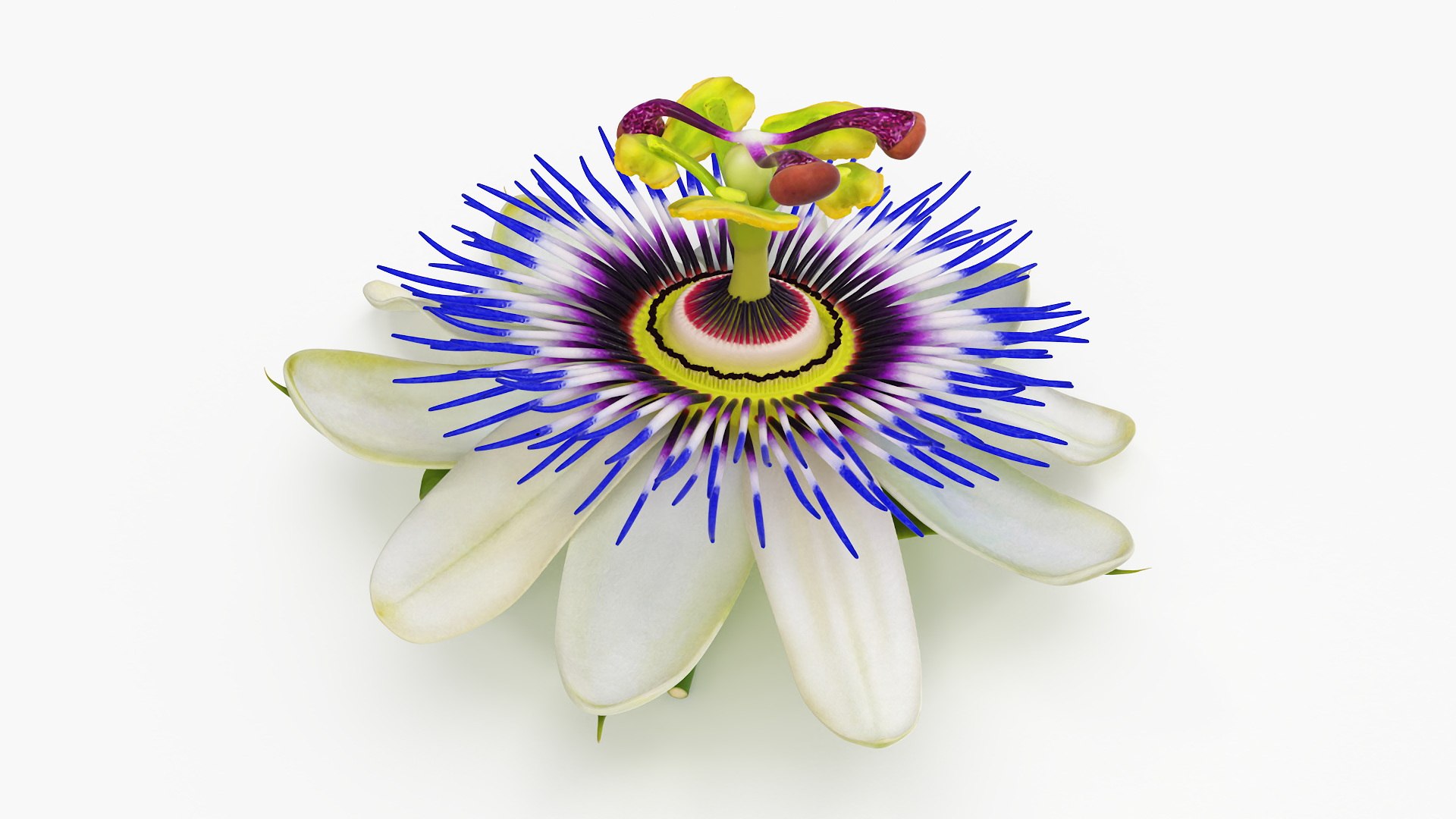 Tropical Coconut Drink with Passion Flower 3D model https://p.turbosquid.com/ts-thumb/La/7dHOXN/m4/tropicalcoconutdrinkwithpassionflower3dmodel012/jpg/1727752802/1920x1080/fit_q87/82317e555dca59893f08a99136276cae734f12e1/tropicalcoconutdrinkwithpassionflower3dmodel012.jpg