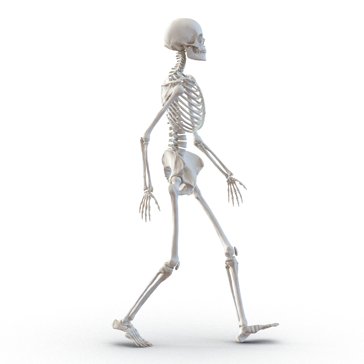 human female skeleton pose c4d