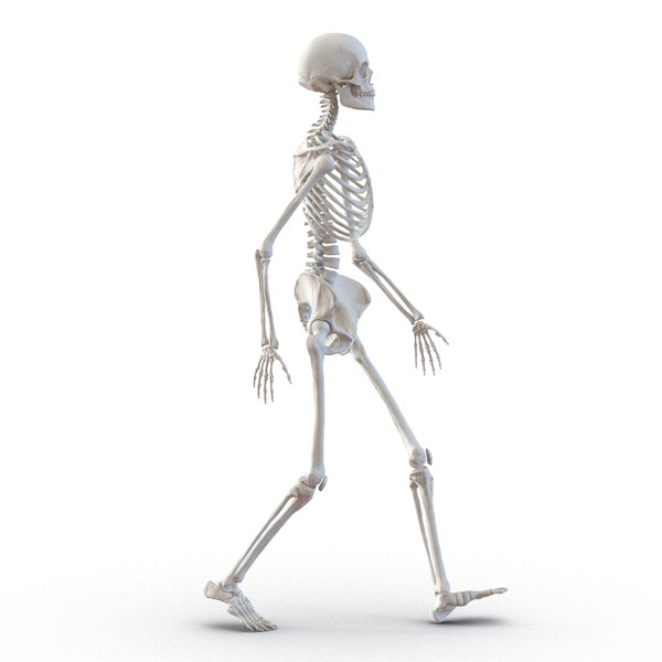 Human Female Skeleton Pose C4d