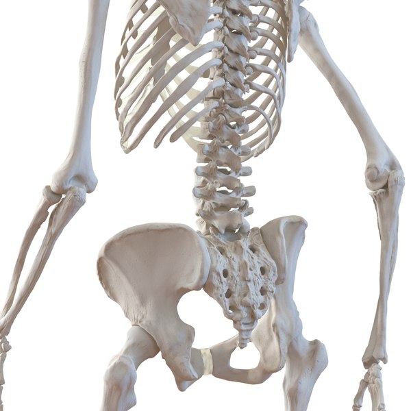 human female skeleton pose c4d