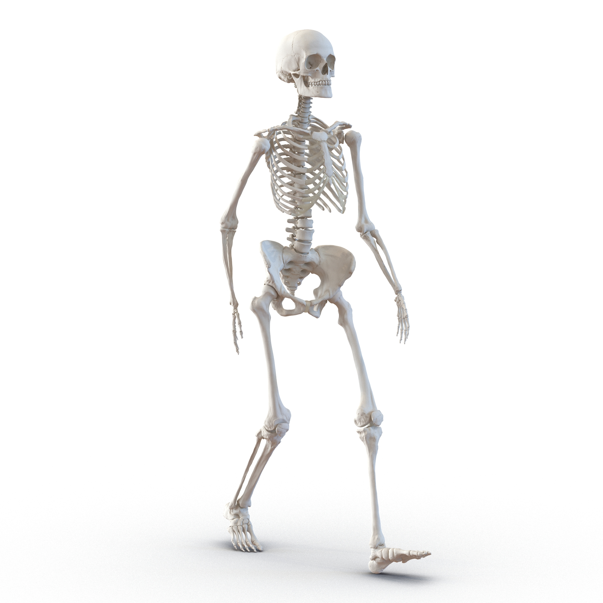 Human Female Skeleton Pose C4d