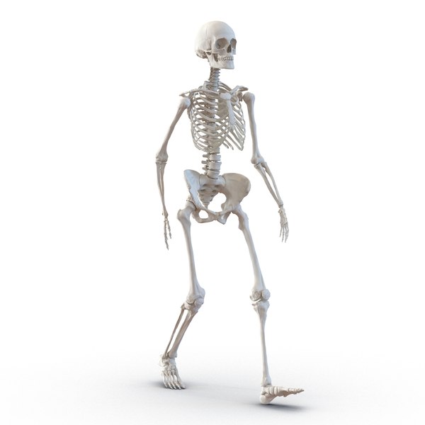 human female skeleton pose c4d