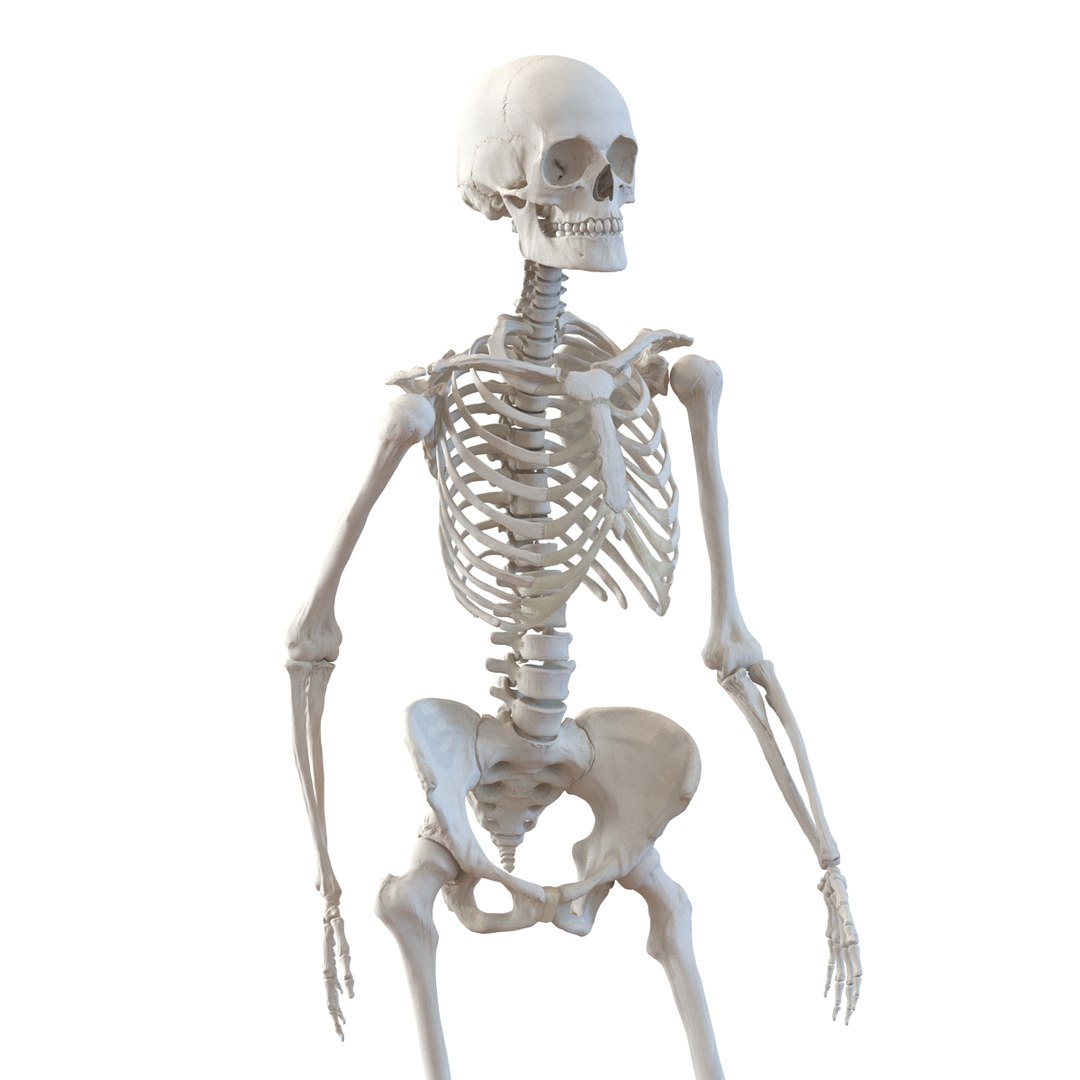 human female skeleton pose c4d