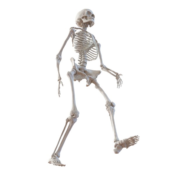 human female skeleton pose c4d