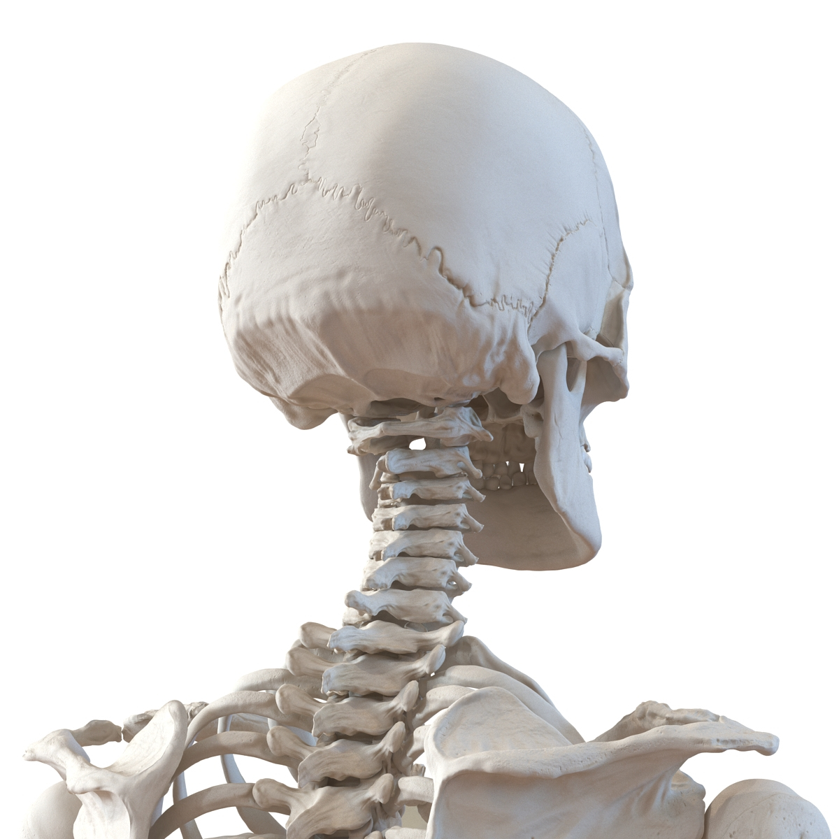 human female skeleton pose c4d