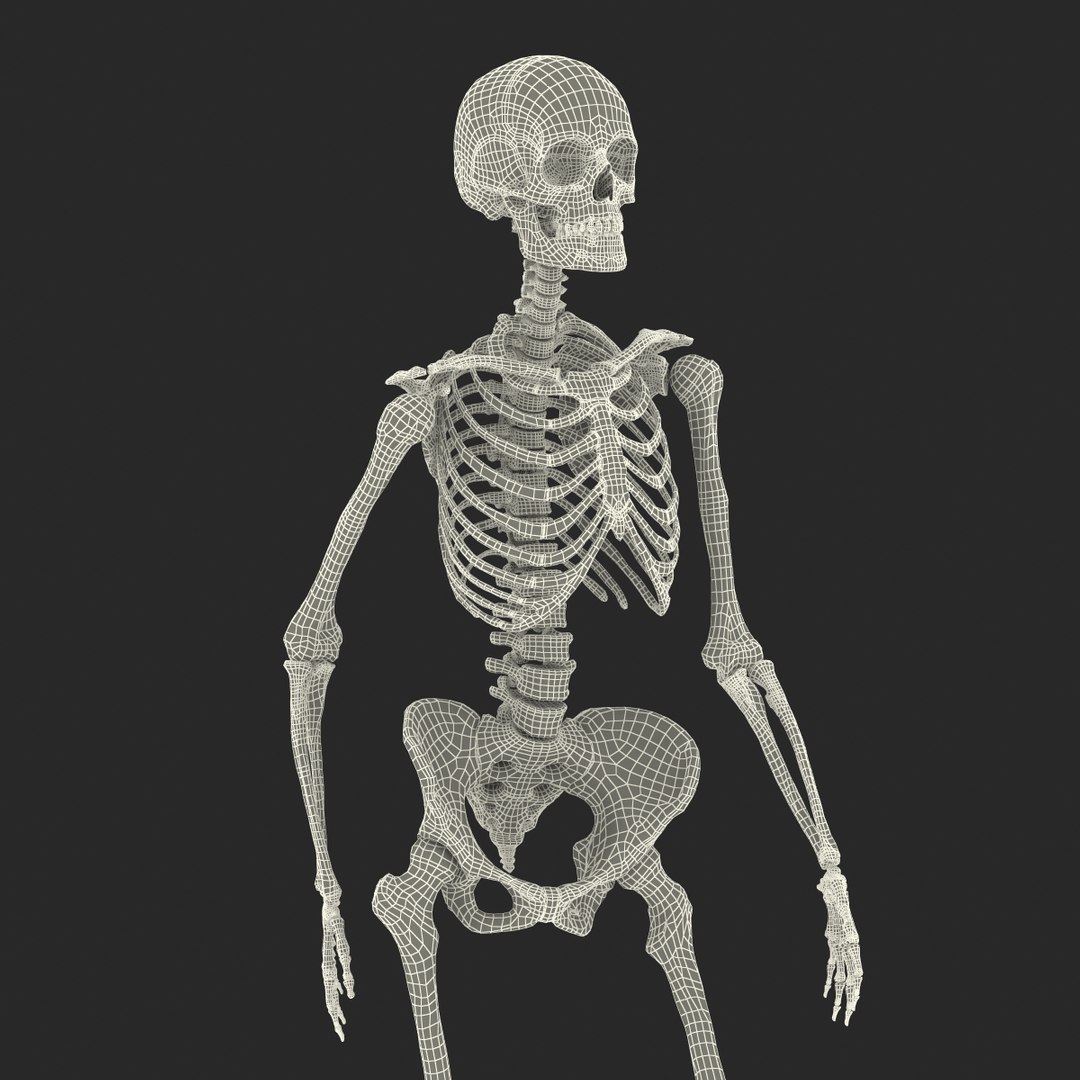 Human Female Skeleton Pose C4d