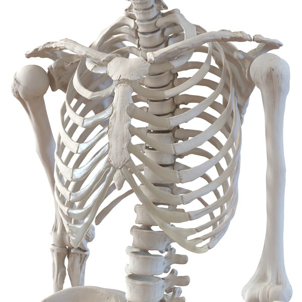 human female skeleton pose c4d