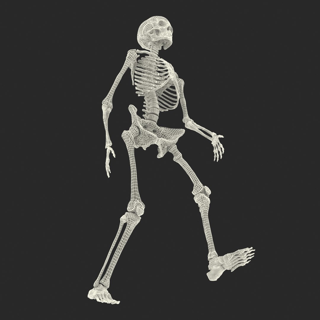 Human Female Skeleton Pose C4d