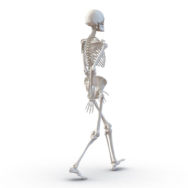 human female skeleton pose c4d