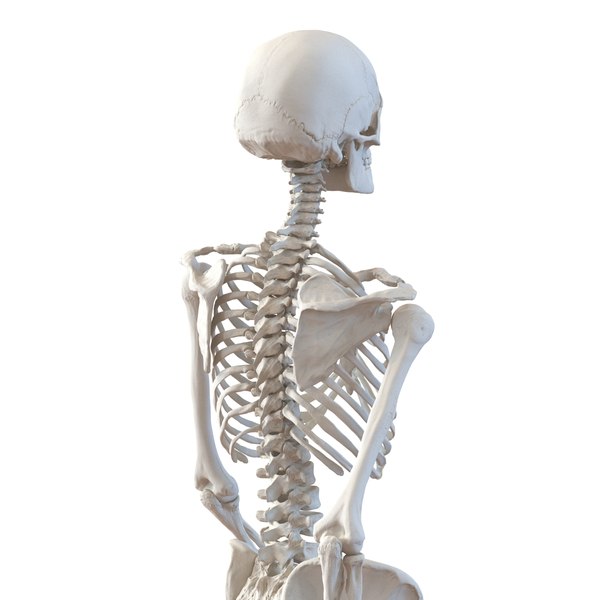 human female skeleton pose c4d