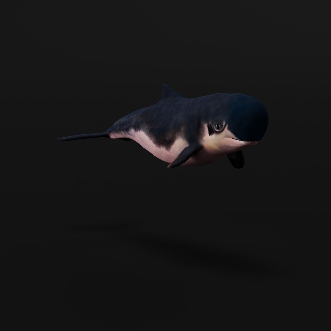 3D Pygmy Sperm Whale model https://p.turbosquid.com/ts-thumb/La/D9WbfA/61/pygmyspermwhaleskeleton_0000/jpg/1777660685/1920x1080/fit_q87/ce2f7b2b6a2fda47a3541990c7ebb5bf0eb545db/pygmyspermwhaleskeleton_0000.jpg