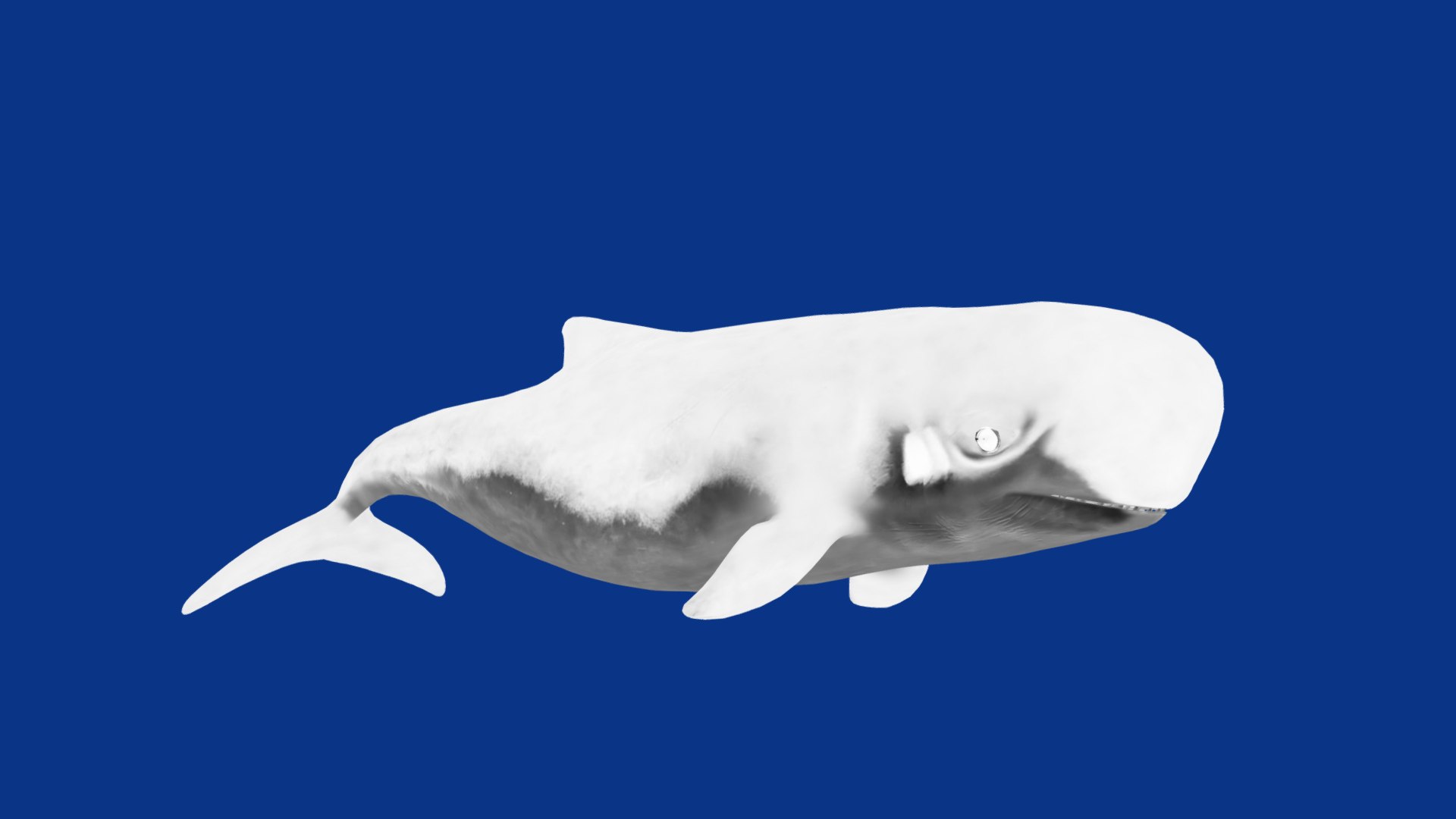 3D Pygmy Sperm Whale model https://p.turbosquid.com/ts-thumb/La/D9WbfA/BU/pygmy_spermwhales14/png/1777660845/1920x1080/fit_q87/0d56fd4089241c2cbc8ee9ca1b0a9c7f39fdce64/pygmy_spermwhales14.jpg