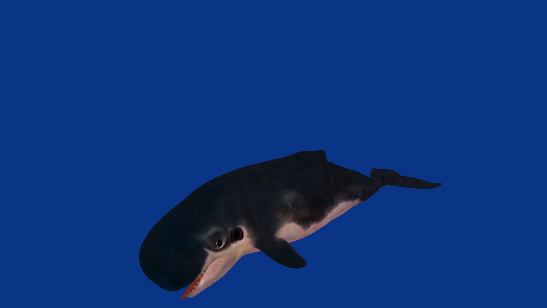 3D Pygmy Sperm Whale model https://p.turbosquid.com/ts-thumb/La/D9WbfA/Cy/pygmy_spermwhales27/png/1777660673/1920x1080/fit_q87/77f1d1b92828381269f01c189ae6fe59facf26cf/pygmy_spermwhales27.jpg