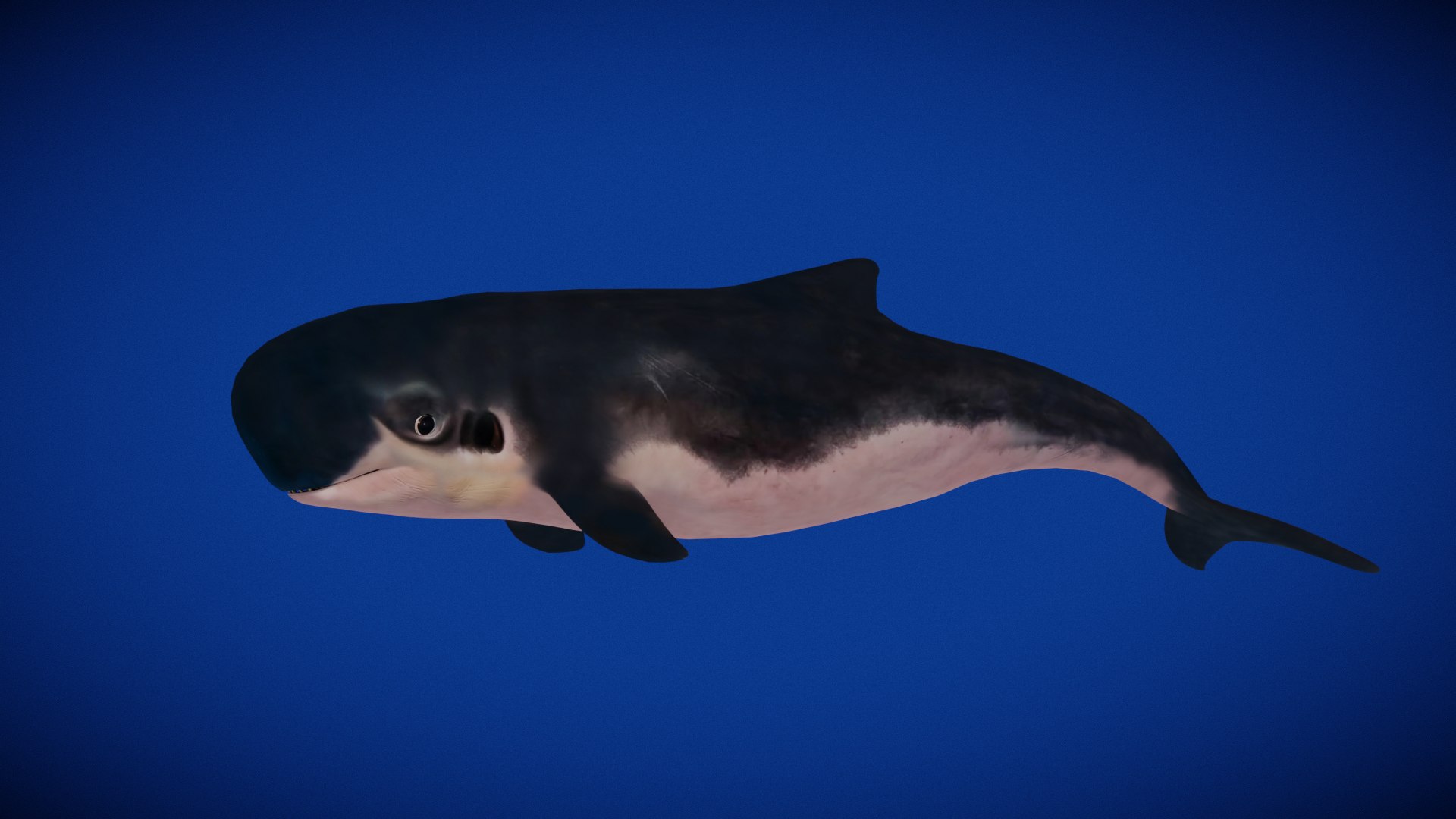 3D Pygmy Sperm Whale model https://p.turbosquid.com/ts-thumb/La/D9WbfA/Hz/pygmy_sperm_whale_preview/png/1777660644/1920x1080/fit_q87/6f12627b159f6e2b57004545c6ce5a6239303b36/pygmy_sperm_whale_preview.jpg