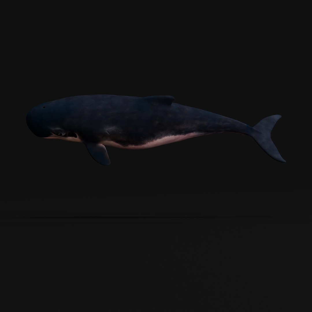 3D Pygmy Sperm Whale model https://p.turbosquid.com/ts-thumb/La/D9WbfA/Js/pygmyspermwhaleskeleton_0005/jpg/1777660692/1920x1080/fit_q87/fd66b458ea2067602e258aa08edbf1424d3ca76b/pygmyspermwhaleskeleton_0005.jpg