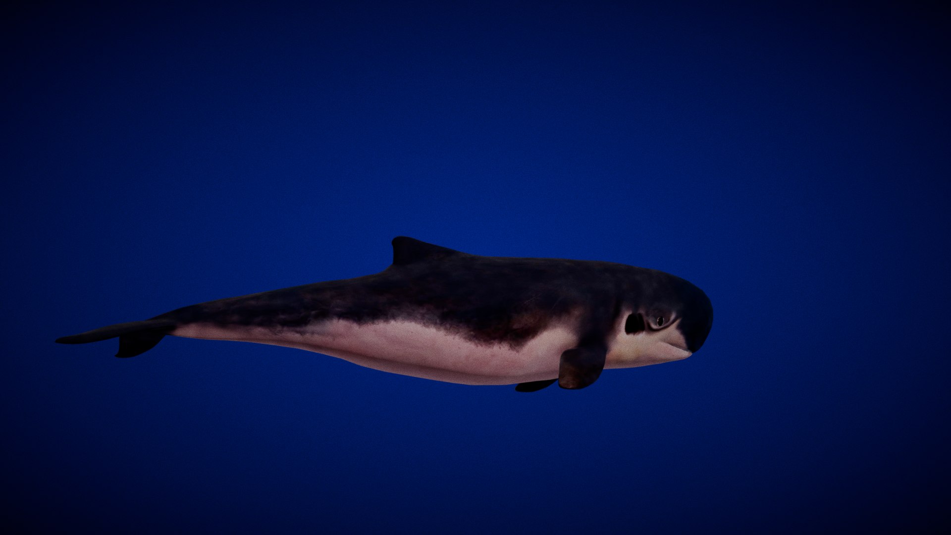 3D Pygmy Sperm Whale model https://p.turbosquid.com/ts-thumb/La/D9WbfA/Kg/pygmy_spermwhales26/png/1777660673/1920x1080/fit_q87/5017d0d3e05a757cbaedb75c144cedbc36686d60/pygmy_spermwhales26.jpg